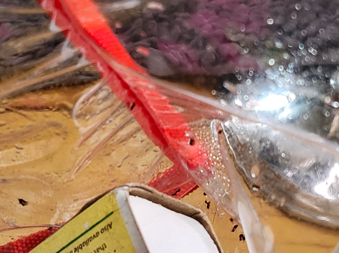 Laughing Lizard Inn主图