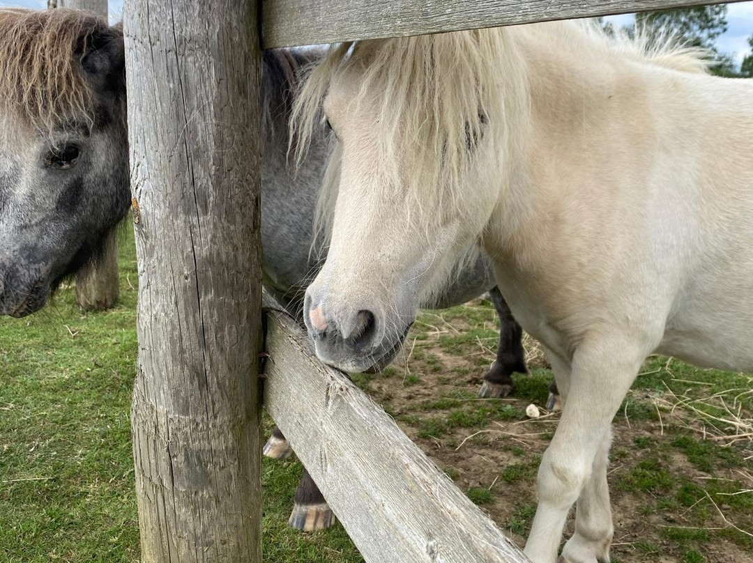 Bransby Horses-Bransby必去景点