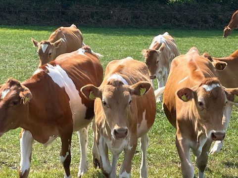 Islands Unlimited-泽西岛必去景点