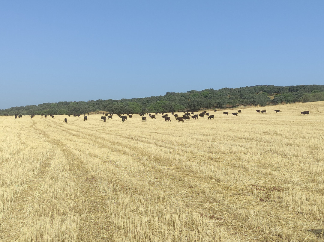 Entre Toros y Caballos-科尔多瓦必去景点