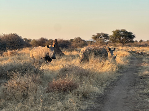 Bushtrails Tours and Safaris-温德和克必去景点
