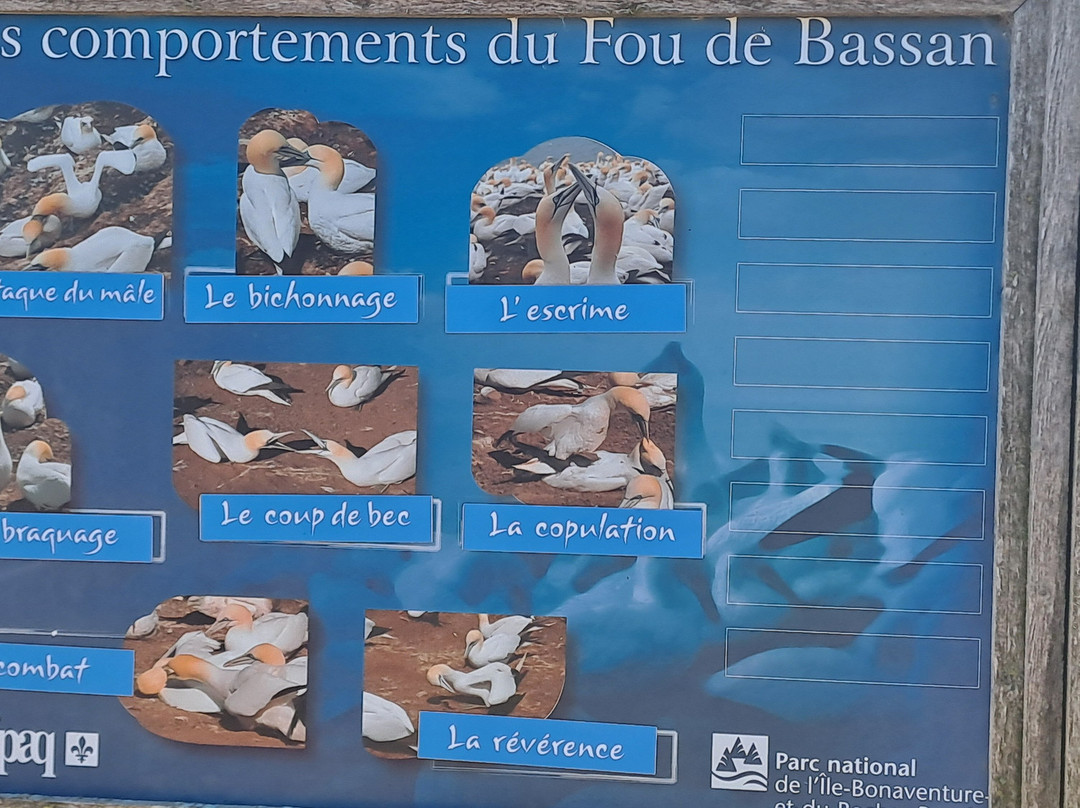 Parc national de l'Île-Bonaventure-et-du-Rocher-Percé-Perce必去景点