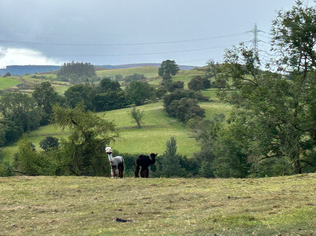 Woolly Experiences, Nercwys, Mold-Mold必去景点