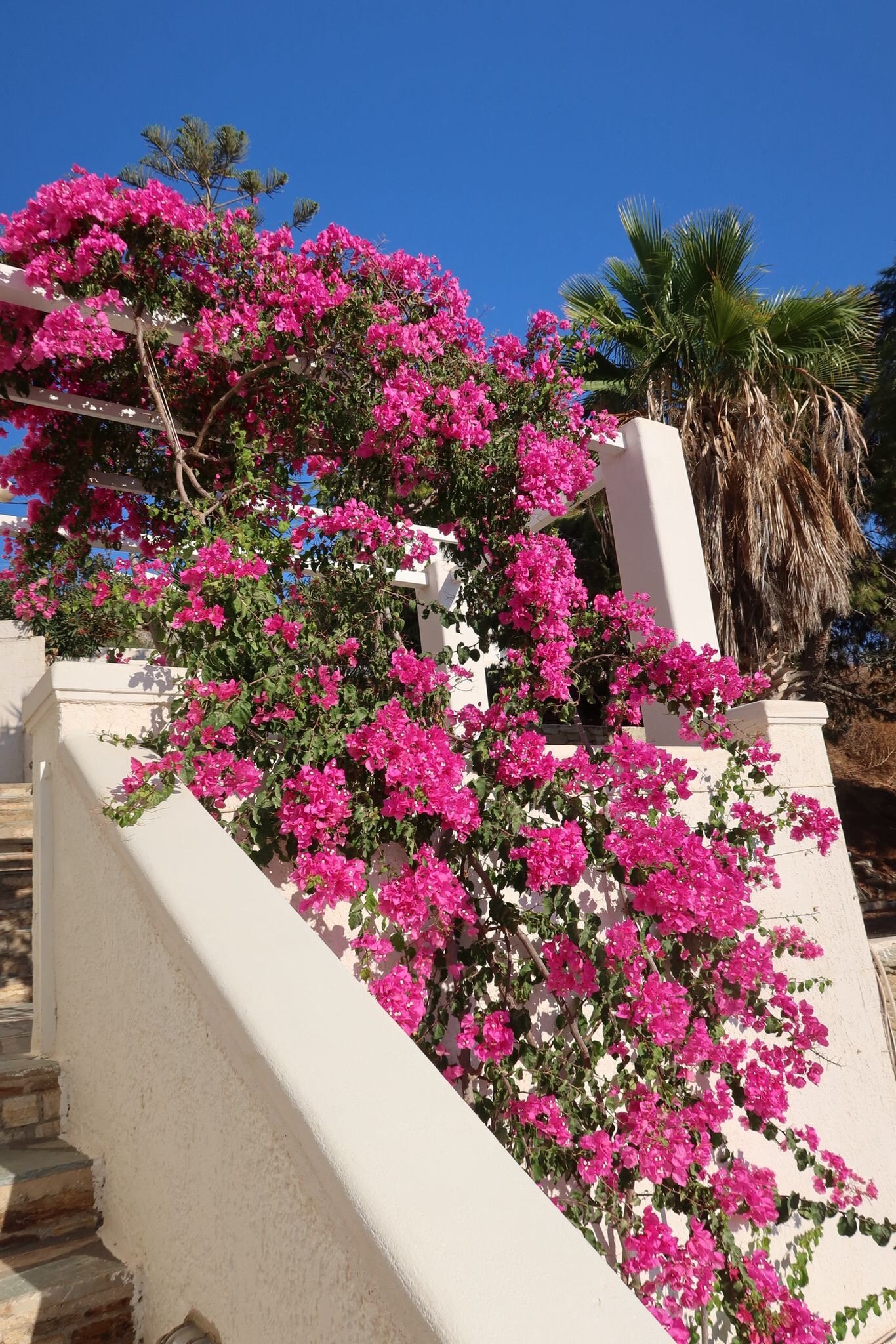 Olga's Pension-官方