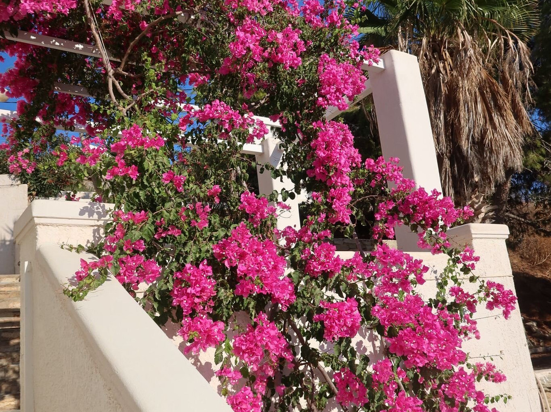 Olga's Pension主图