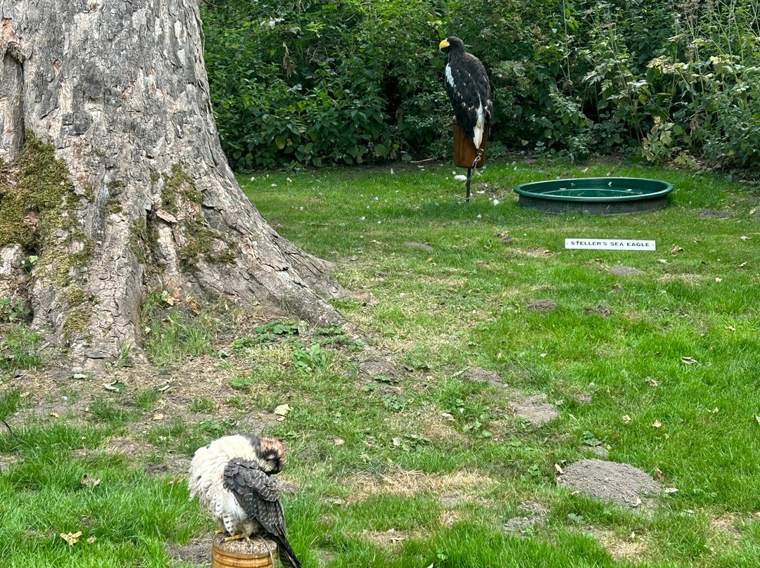 National Centre For Birds Of Prey-赫尔姆斯利必去景点