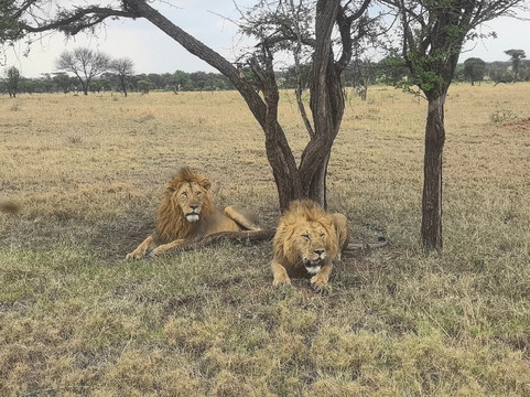 FOLLOW AFRICAN SAFARIS-阿鲁沙必去景点