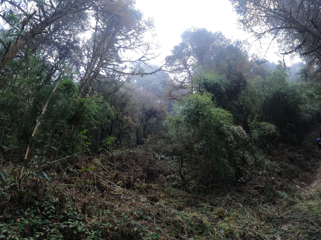 Varsey Rhododendron Sanctuary-West Sikkim必去景点
