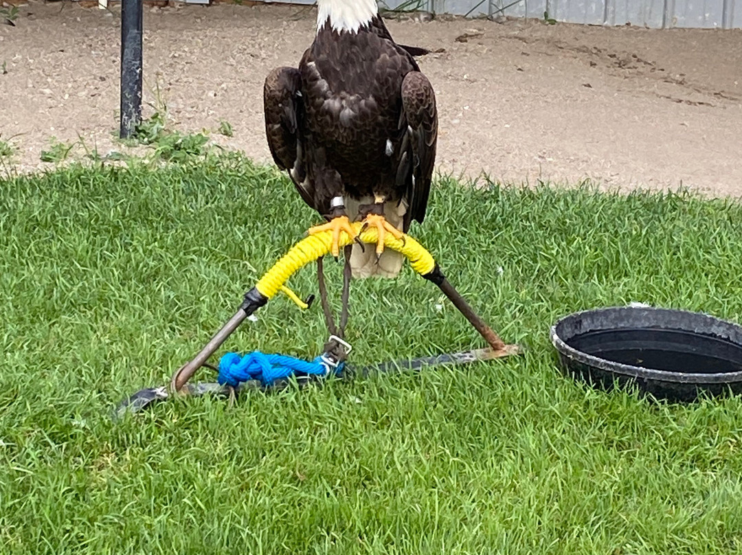 Alberta Birds of Prey Visitor's Centre-Coaldale必去景点