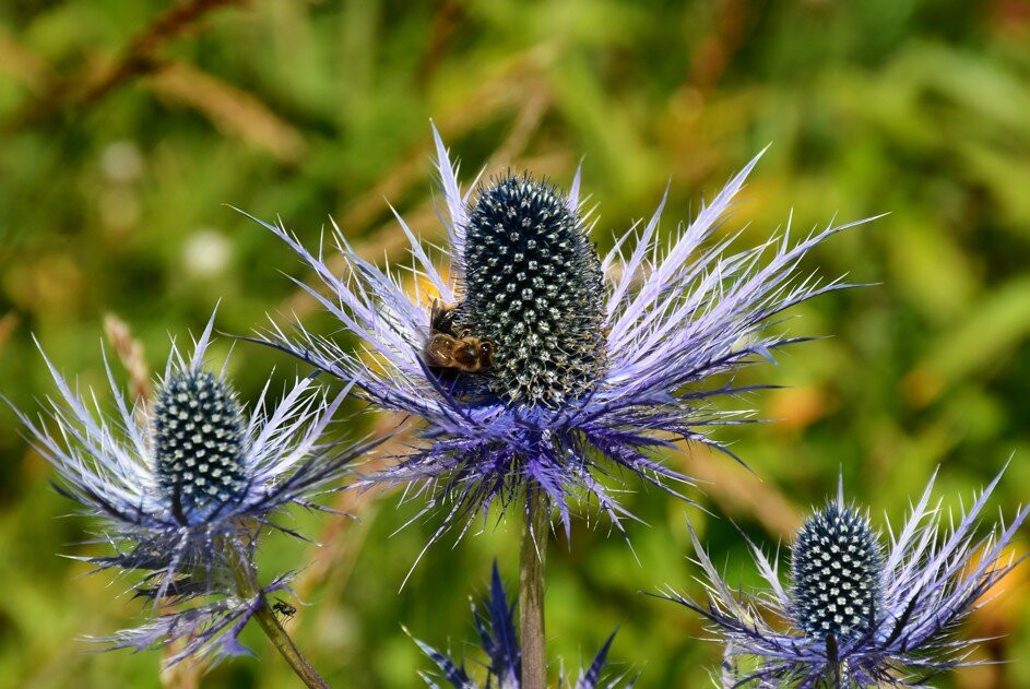 Jardin Botanique Alpin du Lautaret-Villar-d'Arene必去景点