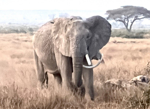 Great Horizon Trails-内罗毕必去景点