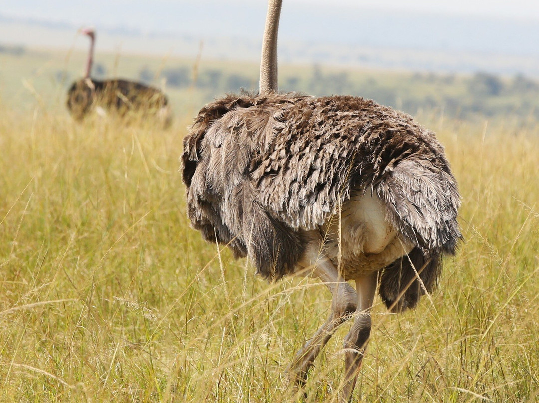 Dawn In Africa Safaris - Day Tours-内罗毕必去景点