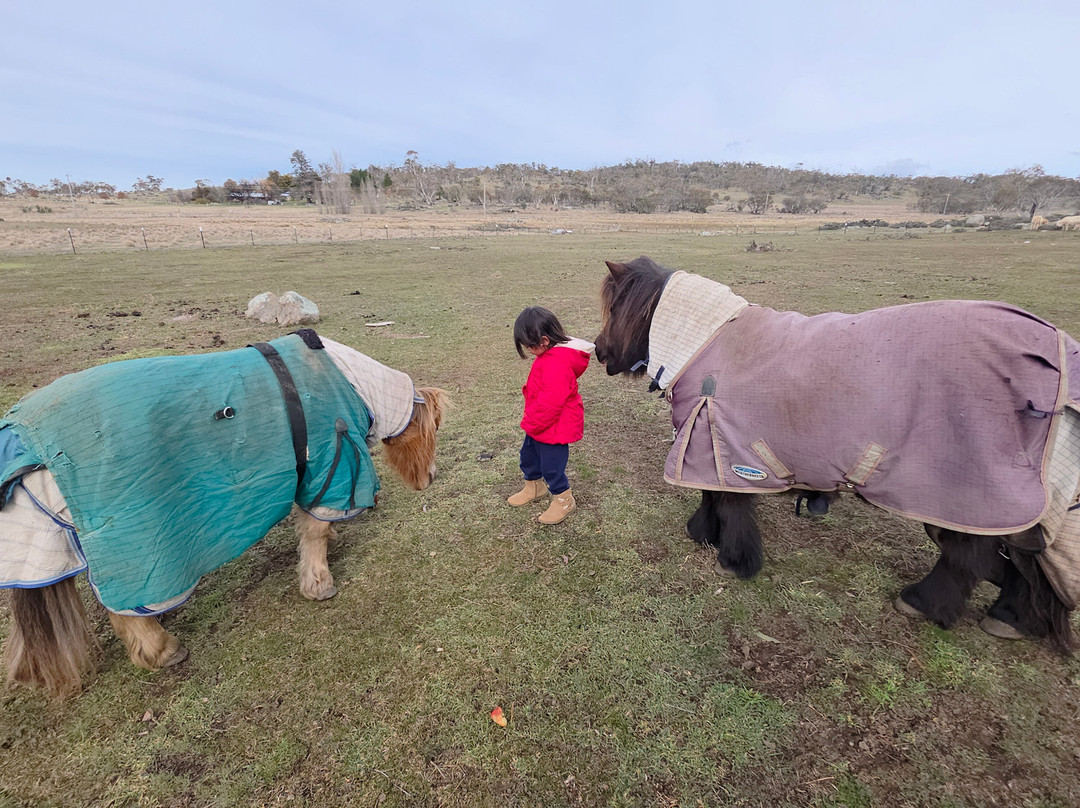 Highland Lodge Farmstay