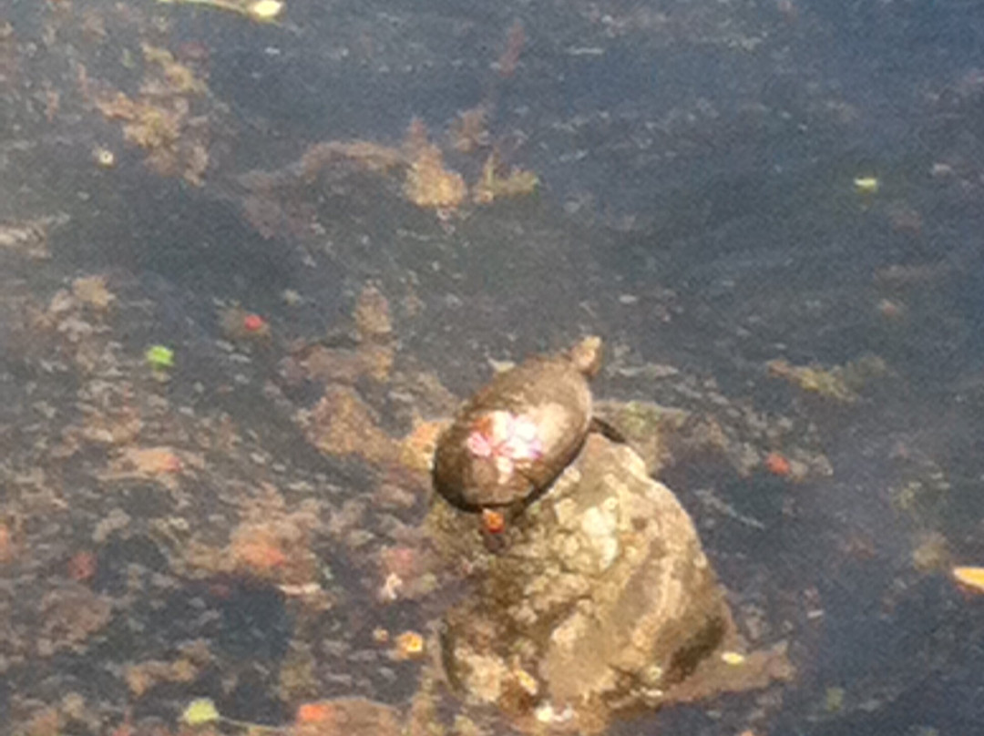 Momijidani Garden-和歌山市必去景点