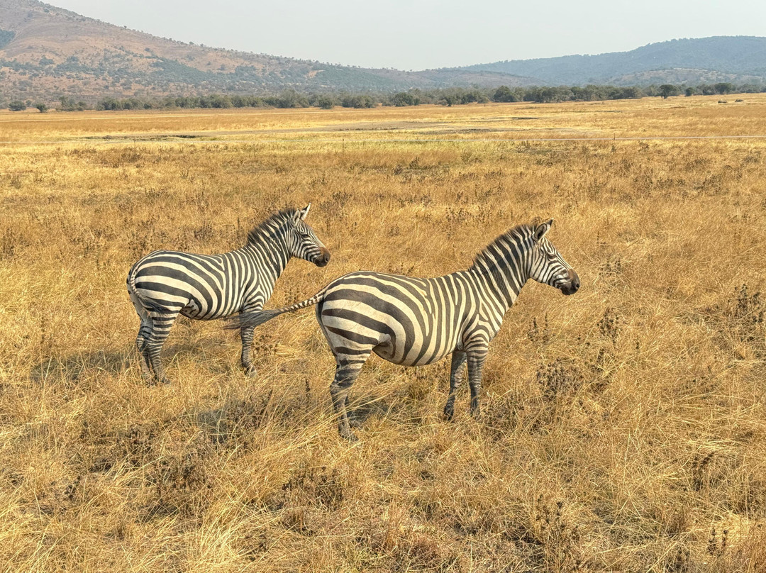Pamoja Safaris-恩德培必去景点
