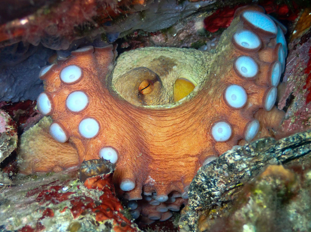 Centre d'Immersio Cap de Creus-Llanca必去景点