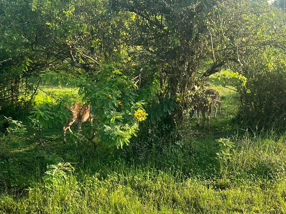 TST Tours Sri Lanka-Rambukkana必去景点