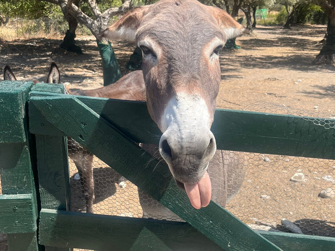 Donkey Cruise-Asklipiio必去景点