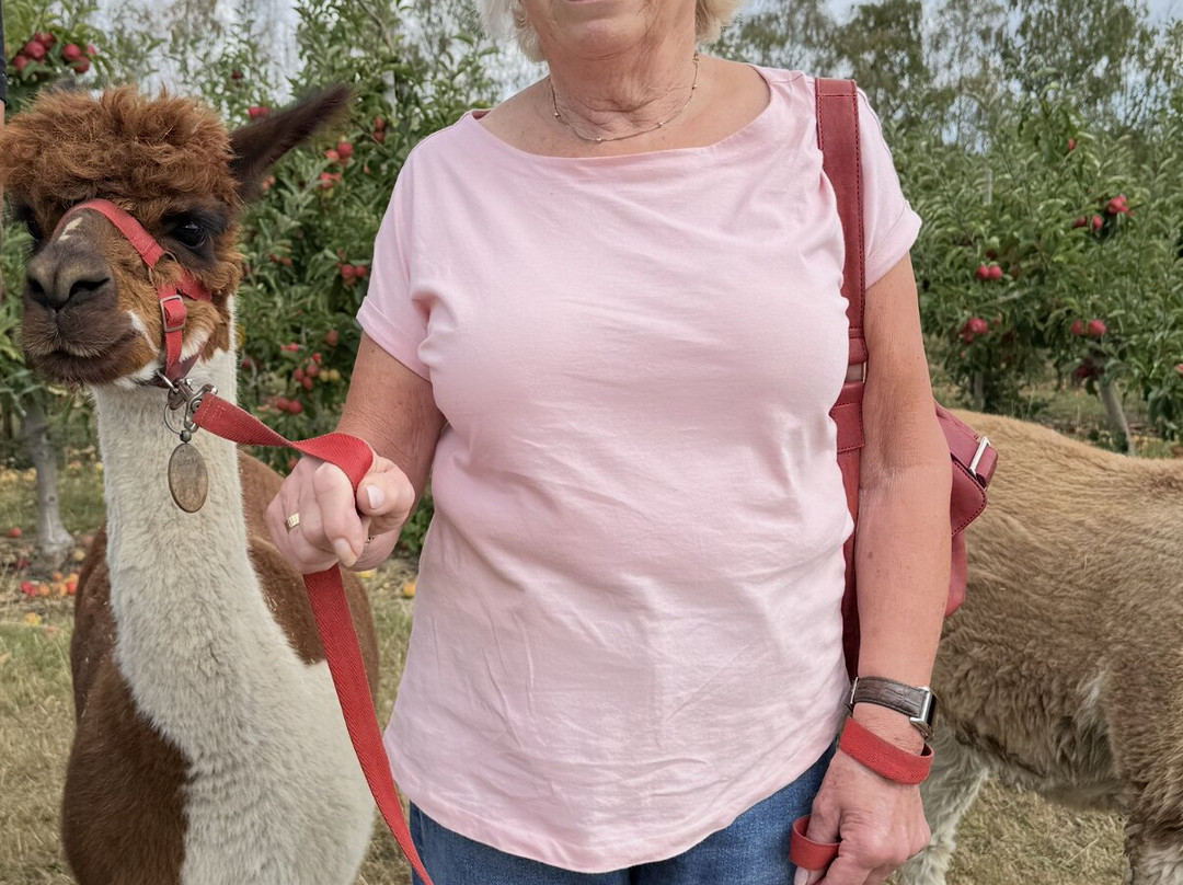 All Things Alpaca Ltd-切姆斯福德必去景点