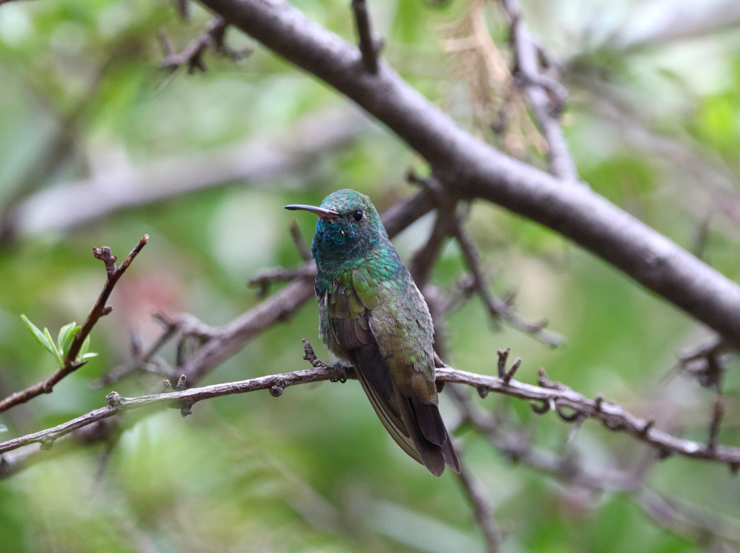 Santa Rita Lodge主图