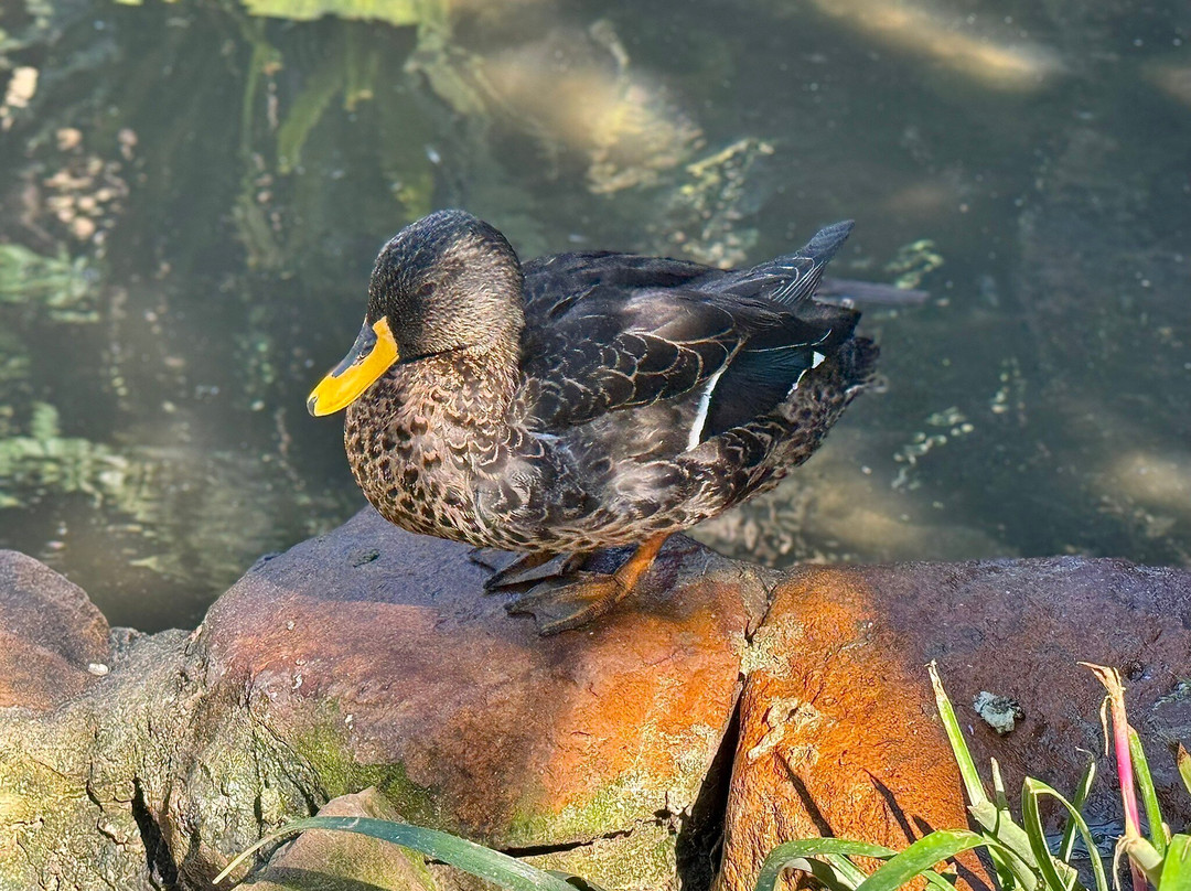World of Birds-开普敦中心区必去景点