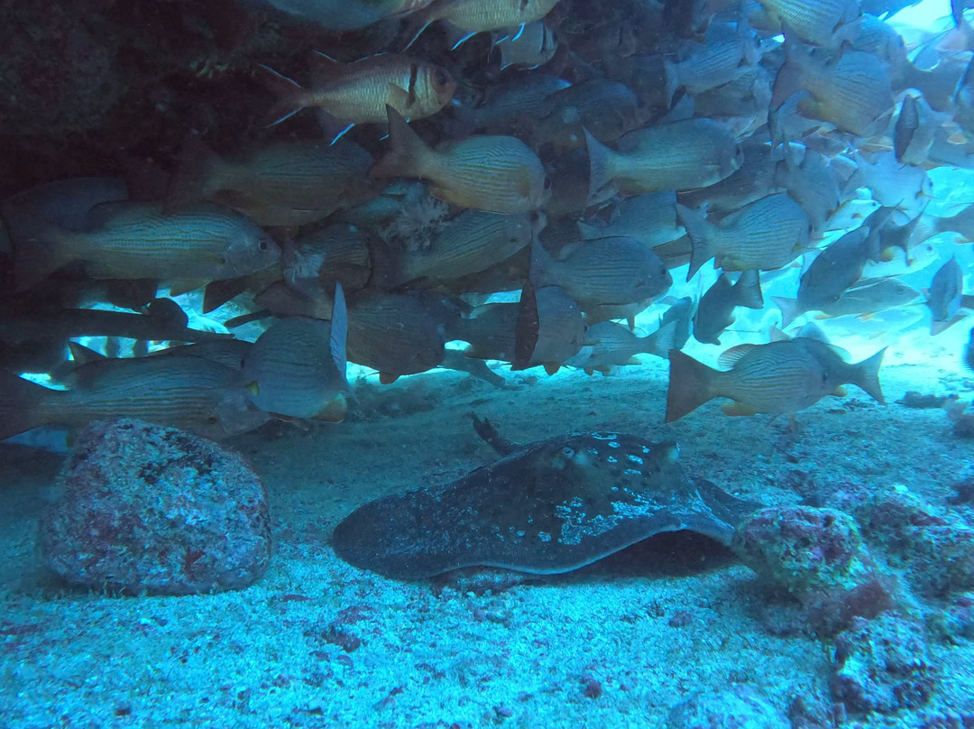 Cabo Verde Diving-Ilha do Sal必去景点