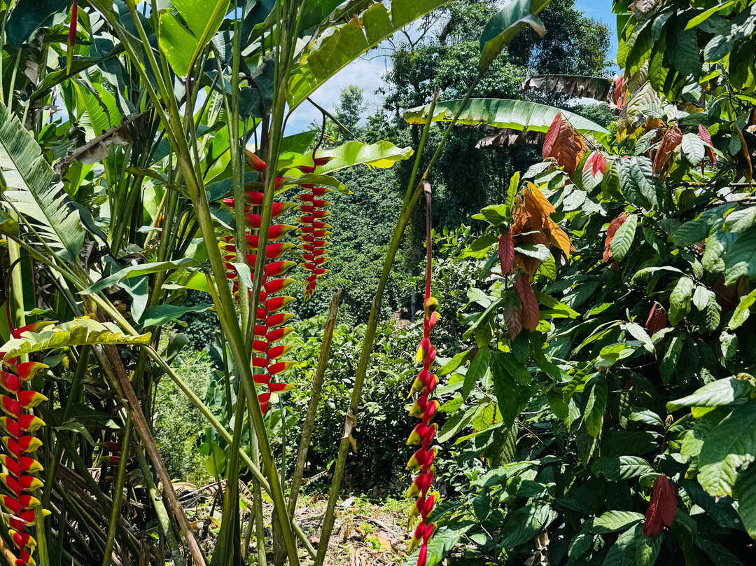 Hacienda Guayabal-Chinchina必去景点