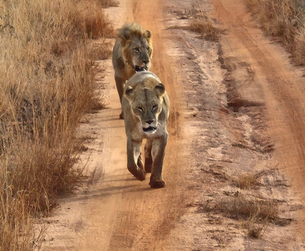 Eagle Wings Tours And Safaris-蒙巴萨必去景点