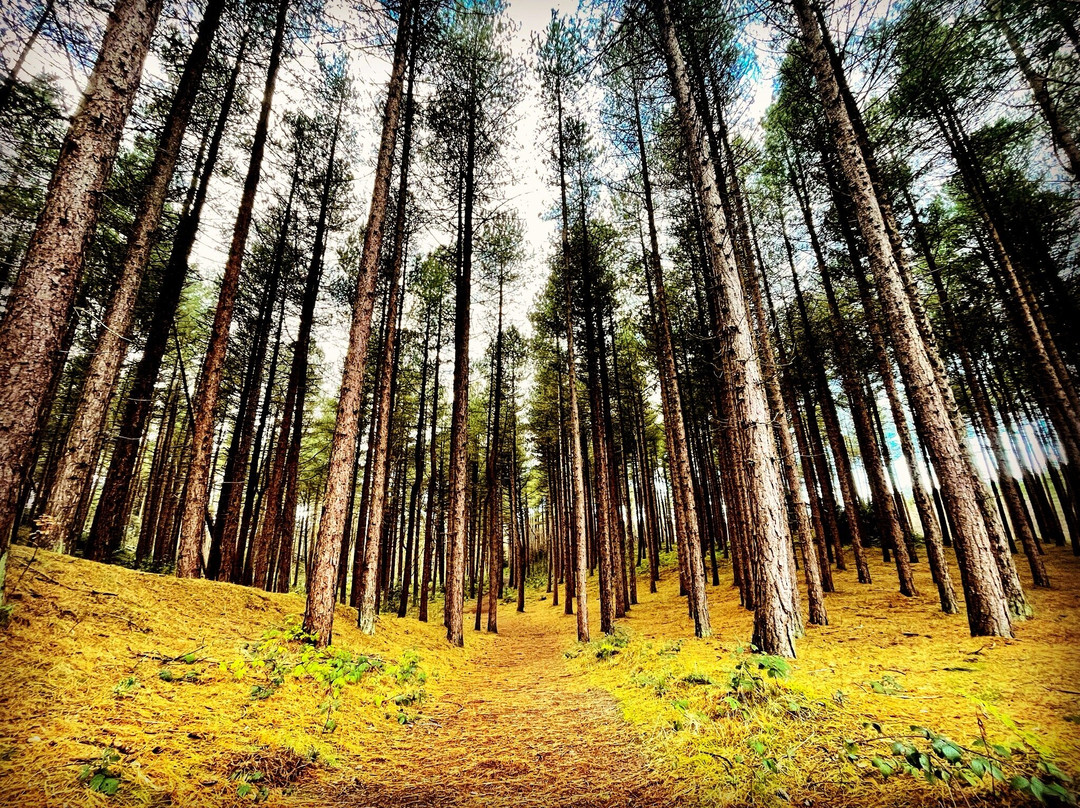Formby Red Squirrel Reserve-Formby必去景点
