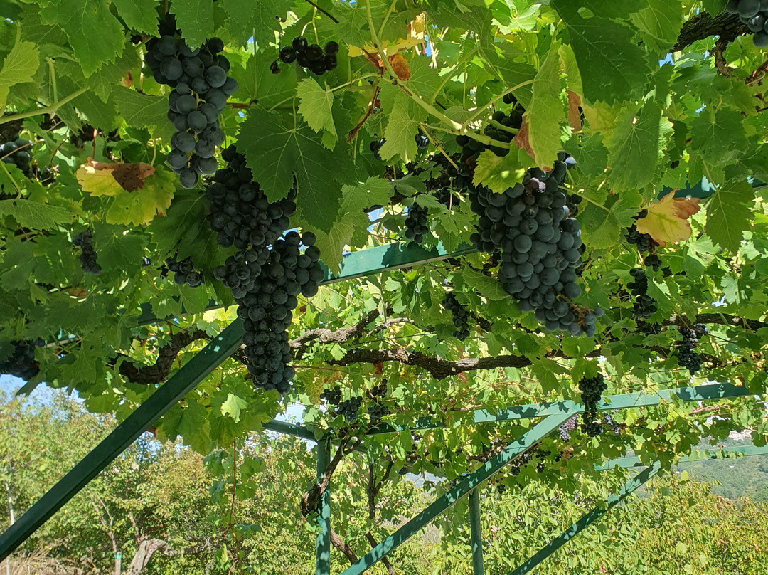 Agriturismo Masseria Santa Lucia主图