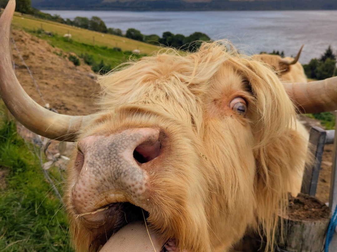 Loch Ness Hub & Travel-德拉姆纳德罗希特必去景点