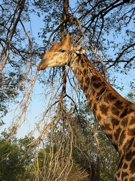 狮沙辛加旅馆-官方