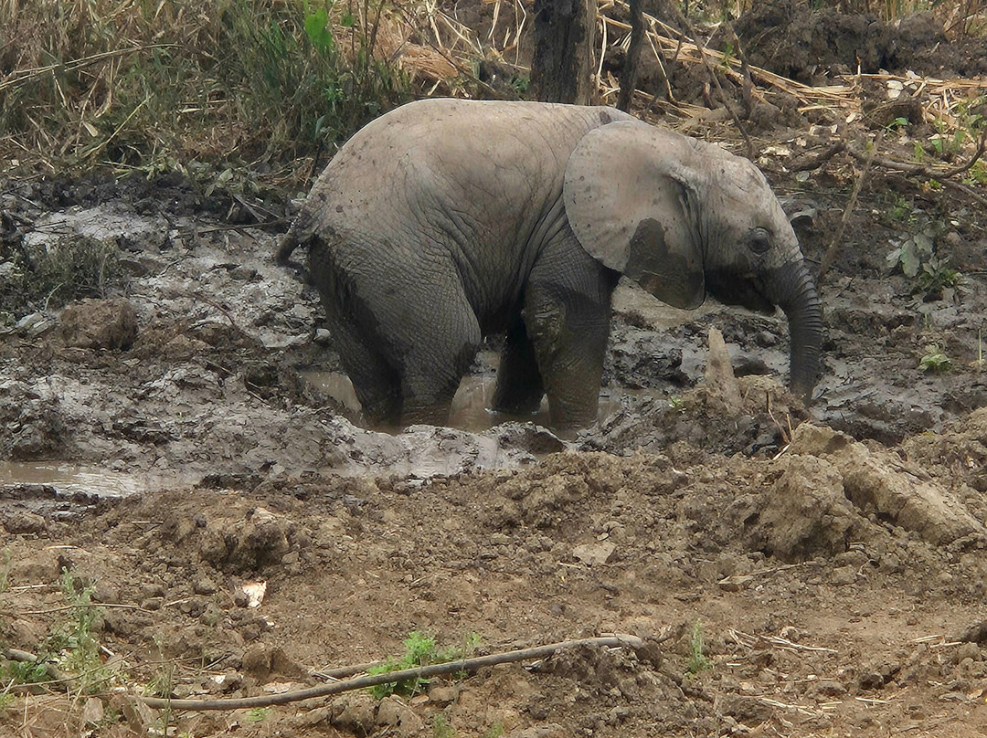 Best tour operator in Tanzania by Rede Tours and Safaris-多多马必去景点