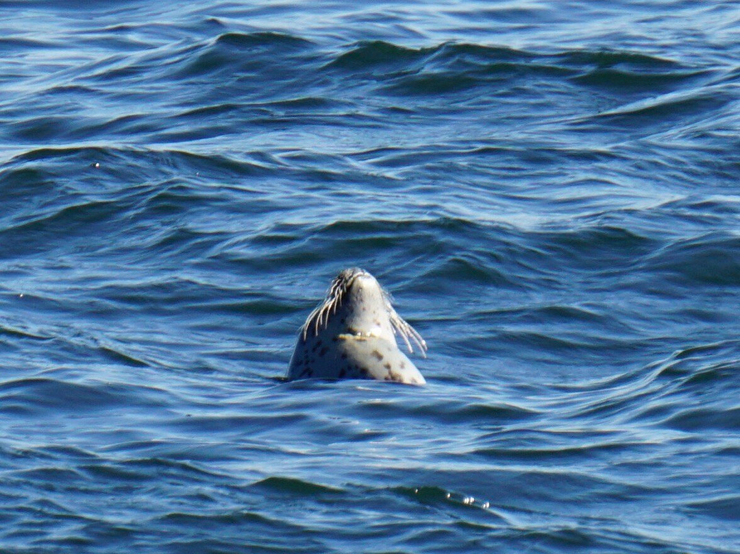 Hardy Boat Cruises-New Harbor必去景点