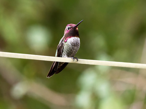 Ramsey Canyon Inn Bed and Breakfast主图