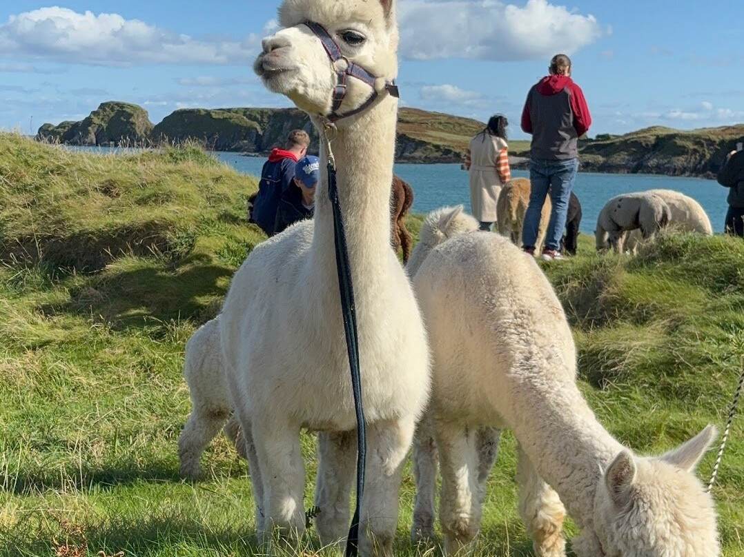 Seaside Alpacas West Cork-Union Hall必去景点
