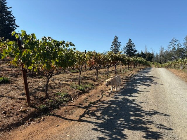 Storybook Mountain Vineyards-卡利斯托加必去景点