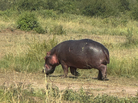 Katland Safaris-坎帕拉必去景点