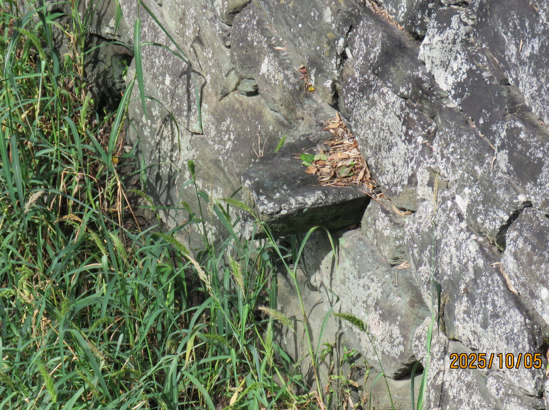 Ruins of Tokushima Castle-德岛市必去景点