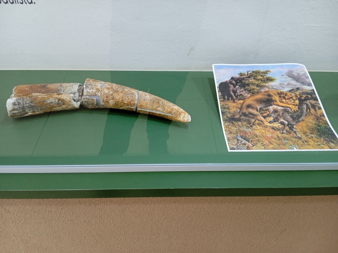 Paleontologia de Marilia Museum-Marilia必去景点