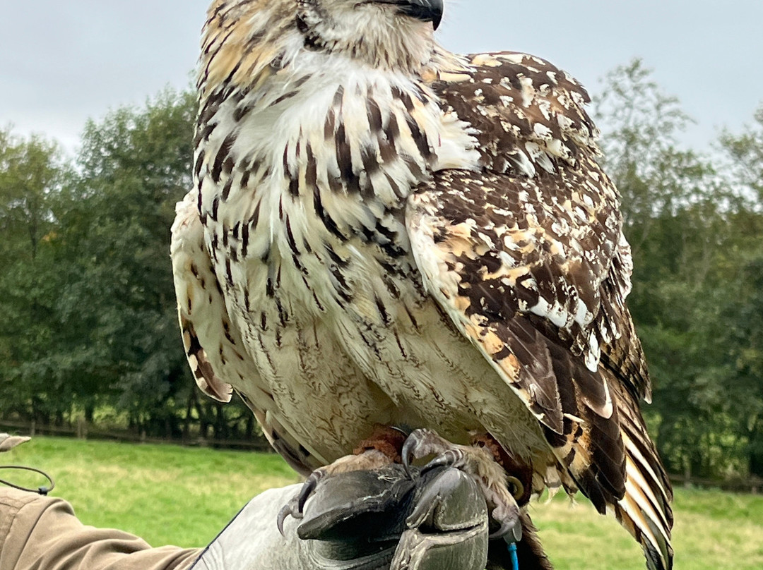 UK Owl And Raptor Centre-Groombridge必去景点
