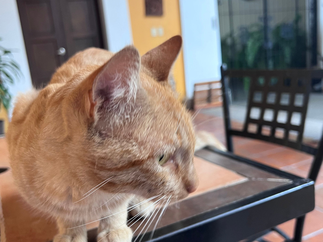 Hotel Boutique Hacienda del Gobernador主图