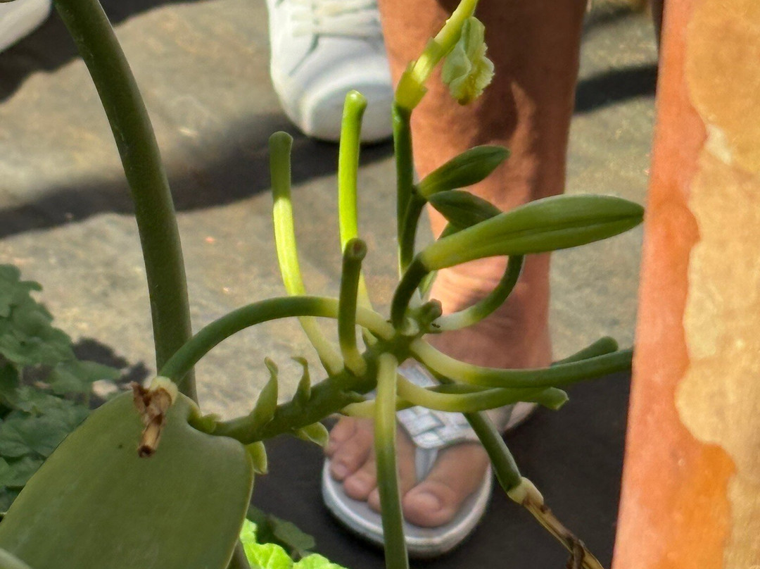 Hawaiian Vanilla Company-帕奥伊洛必去景点