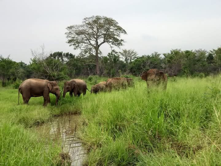 Ceylon Special Jeep Safari