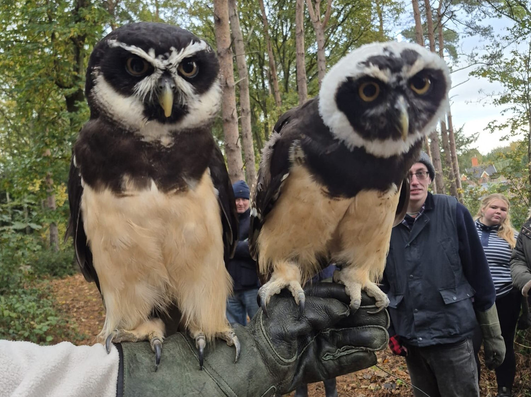 Bird of Prey Experiences - Hawkeye Falconry UK-Thoresby必去景点