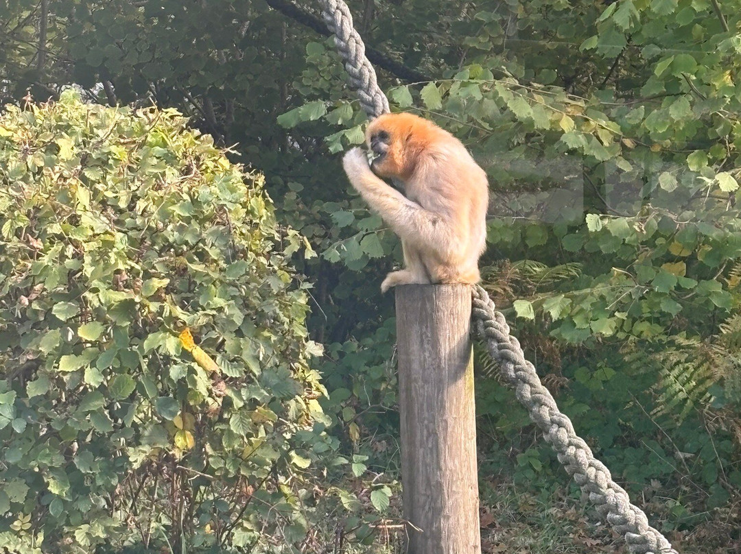 Monkey World-韦勒姆必去景点