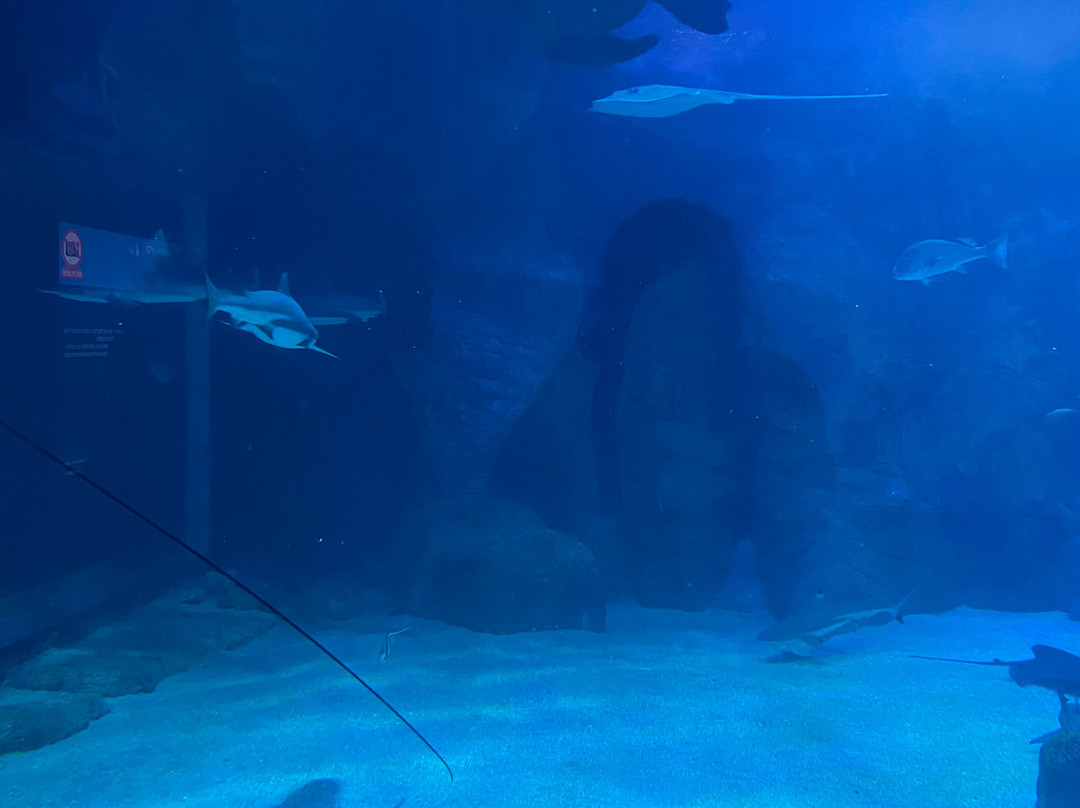 Aquarium de Biarritz-比亚里茨必去景点