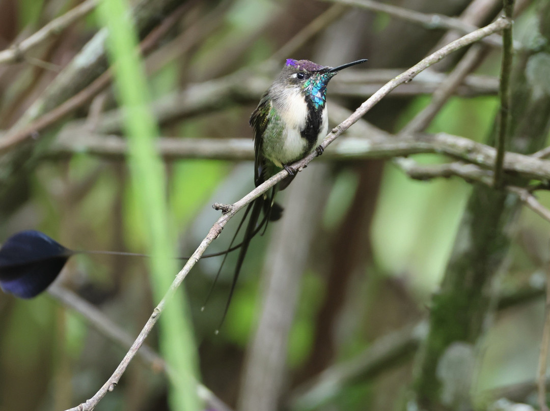 Ikam Expeditions-Moyobamba必去景点
