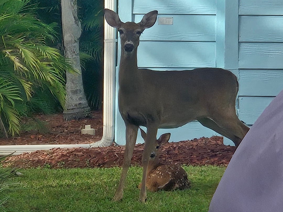 Encore Tropical Palms主图