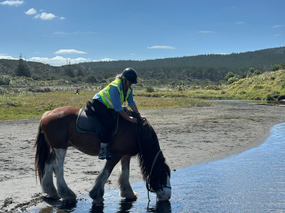 Muriwai Beach Horse Treks-穆里怀海滩必去景点